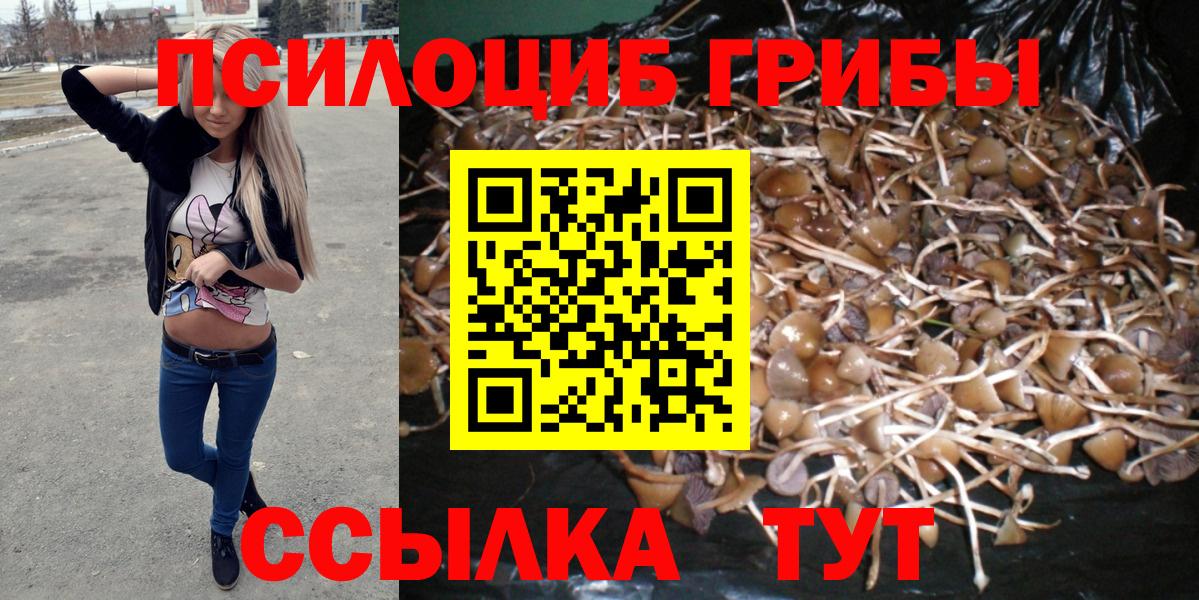 Псилоцибиновые грибы Psilocybine cubensis  как найти наркотики  Вход с VPN  Дербент  Псилоцибиновые грибы прущие грибы 